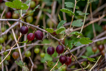 Ripe gooseberries on bushes close-up.