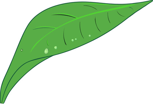 Green Leaf with Water Drops