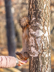 Girl feeds a squirrel with nuts in an autumn park.