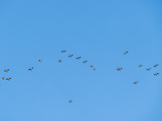 Flock of geese in flight