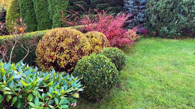 A vibrant, professionally landscaped garden in autumn featuring a plush lawn, diverse evergreens, a Fan Cotoneaster with red leaves, and clipped yellow Spiraea spheres for decorative contrast.