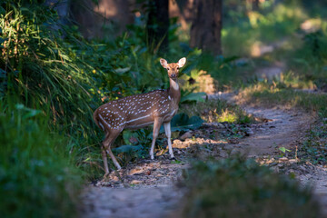 Spotted Deer (Chital) standing alert in its natural habitat, showcasing its golden coat and white spots. A calm and elegant wildlife moment captured in soft natural light.