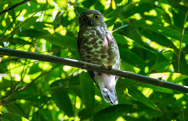 Brown Boobook perched quietly in its natural forest habitat, blending with dense foliage. The owl’s sharp yellow eyes and mottled brown plumage create a striking portrait of nocturnal wildlife.