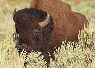 Bison portrait in Yellowstone National Park, USA
