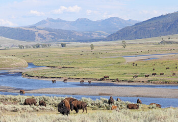 Bisons in Lamar Valley, Yellowstone National Park, USA
