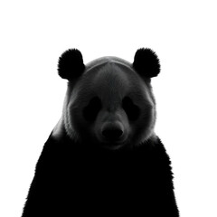 Panda Portrait Dark Background Close Up Studio Lighting Texture Detail