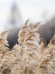 Fototapeta premium Yellow autumn fluffy feather grass with seeds on curved stems in light wind. Hello autumn concept. Natural background with copy space