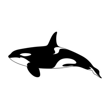 Orca Killer Whale Swimming Silhouette Vector