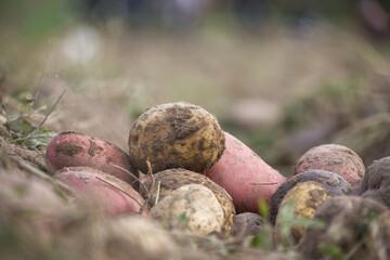 Freshly Harvested Potatoes Resting on a Field With Earthy Background