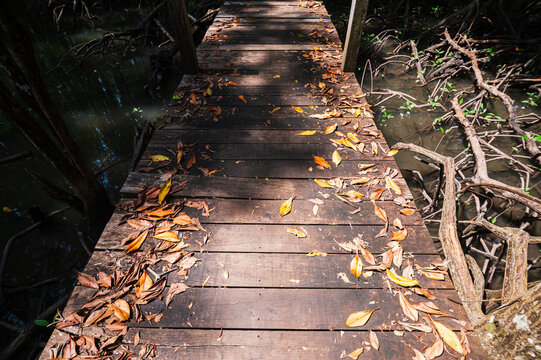 Serene Path through Mangrove Forests in Thung Prong Thong Area