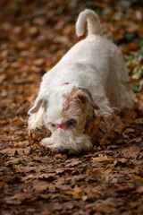 Sniffing sealyham terrier dog in autumn forest