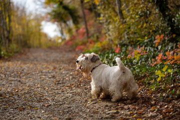 Sealyham terrier walking in the park