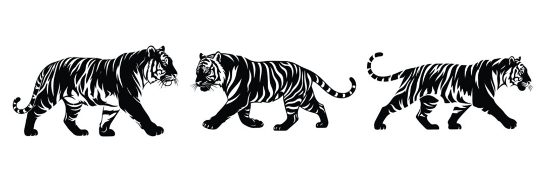 Three majestic tigers are depicted in a striking black and white vector illustration showcasing their powerful strides and distinctive striped patterns