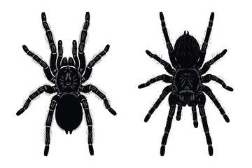 Two tarantula spiders are displayed in black and white for scientific study or Halloween themed designs