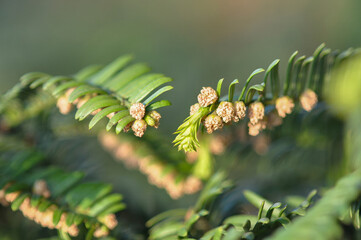 Cephalotaxus harringtonia is an evergreen shrub with soft needle leaves and red ripening fruit, widely grown in Korean forests and gardens. Photographed in Korea.