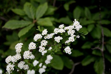 Spiraea blumei G. Don, Blume Spiraea, 산조팝나무, 장미과