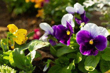 Colorful Pansies Bloom in a Sunny Garden During Spring, Showcasing Vibrant Yellow and Purple Petals Among Lush Green Leaves