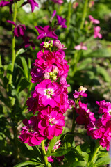 Bright Pink Flowers Bloom in a Sunny Garden During Springtime