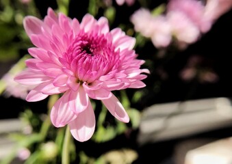 pink dahlia flower