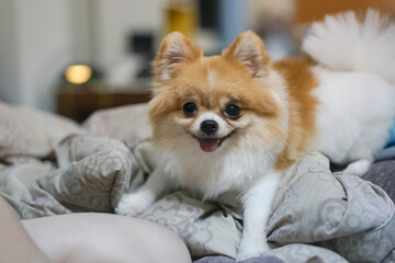 Cute Pomeranian dog lying on a cozy bed at home, looking happy and relaxed. Perfect for pet care, home lifestyle, and modern dog parenting concepts. Warm and adorable vibe.