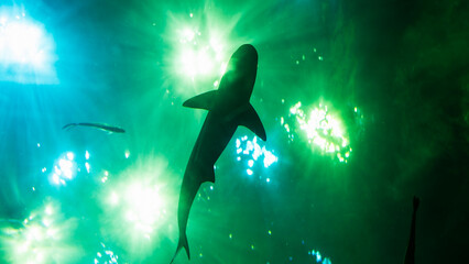 Silhouette of a shark swimming under sunlight in deep green ocean water. Mysterious and dramatic...