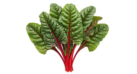 Vibrant bunch of fresh red stemmed swiss chard leaves isolated on a clean white background