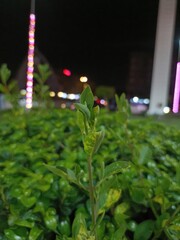 Closeup of a vibrant green plant stem with new leaves at night