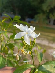Closeup of a beautiful white fivepetal flower blooming in a garden