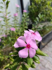 Closeup of vibrant pink periwinkle flowers blooming in a sunny garden