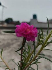 Vibrant pink flower blooming on a rooftop garden under a cloudy sky