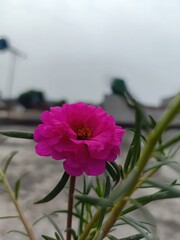 Vibrant pink moss rose flower blooming brightly on a cloudy day