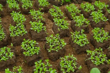 Small celery seedling growing on soil. Apium graveolens, organic farm. Bibit seledri
