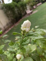 Closeup of a delicate white jasmine flower bud blooming in a lush garden