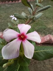 Closeup of a beautiful pink and white periwinkle flower with a vibrant red center