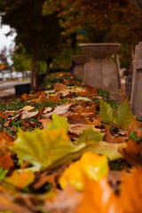 Colorful Autumn Leaves Blanket a Garden Path in a Quiet Park During a Calm Afternoon
