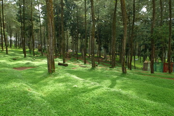 Obraz premium Lush green grass covers the forest floor beneath tall pine trees in a serene woodland setting, creating a peaceful and idyllic scene.