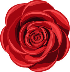 Single Red Rose Botanical Illustration
