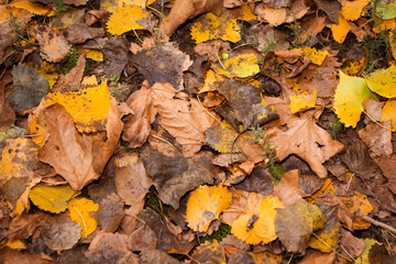 Colorful Autumn Leaves Cover the Ground in a Serene Forest Setting During a Crisp Fall Day