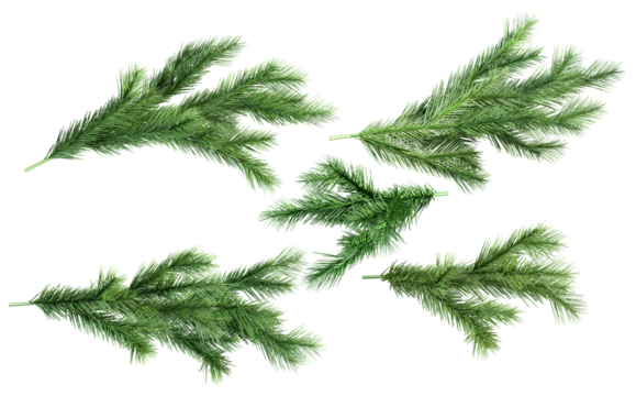 photograph of four green artificial pine or fir tree branches scattered and isolated against a solid transparent background, perfect for holiday design