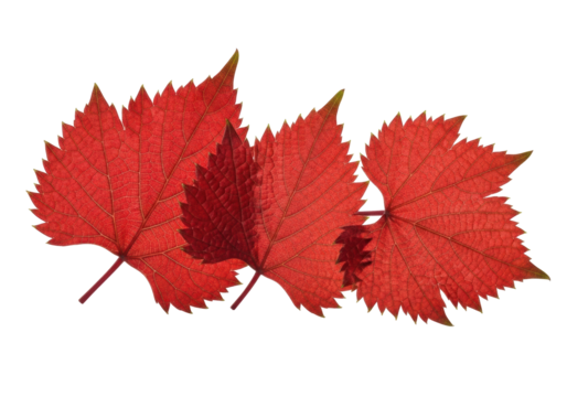 Three vibrant red grape leaves, textured, veined, sharp macro detail, white background, copy space, soft light, botanical beauty concept
