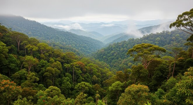 Lush green rainforest landscape with mist and clouds covering the mountains in the background
