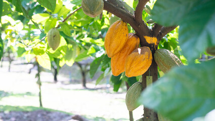 Cocoa tree with abundant fruit, cocoa tree with yellow fruit, cocoa in the garden,copy space,coverpage