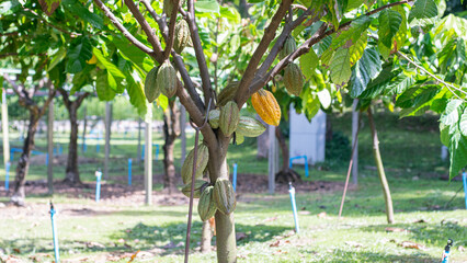 Cocoa tree with abundant fruit, cocoa tree with yellow fruit, cocoa tree with green fruit, cocoa tree in garden,copy space,coverpage