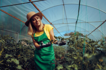 Happy Farmer Checking on her Tomato Plants in Greenhouse. Responsible hothouse worker taking good care of the crop