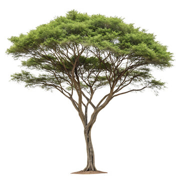 Green acacia tree isolated on transparent background png