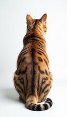 Striped cat tail tip against plain white backdrop , animal, wild, clean
