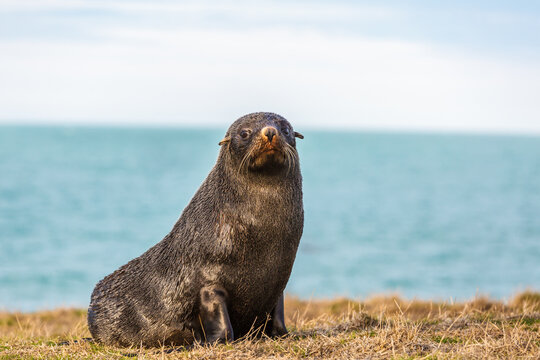 Close up of fur seal near the sea, Otago, New Zealand