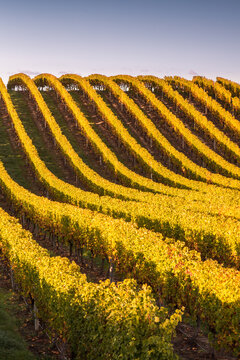 Hill with vineyards in autumn, Marlborough, New Zealand