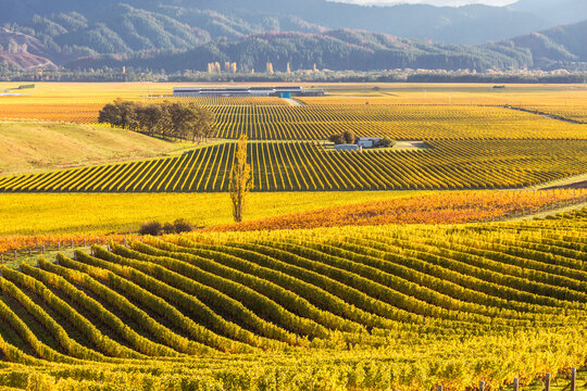 Valley with vineyards in autumn, Marlborough, New Zealand