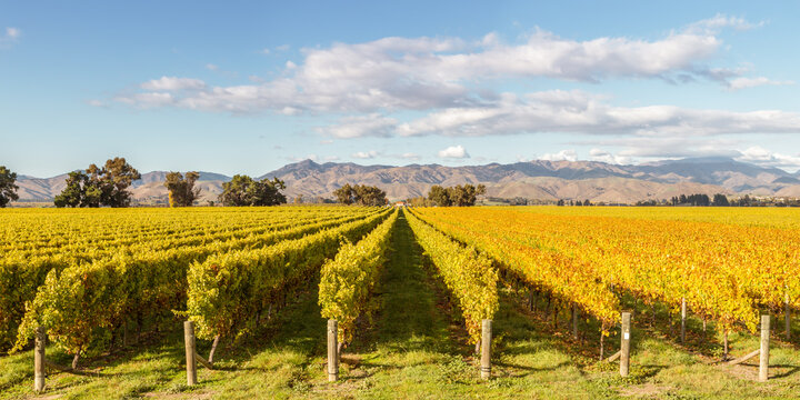 Panoramic of vineyard, Blenheim, Marlborough sound, New Zealand
